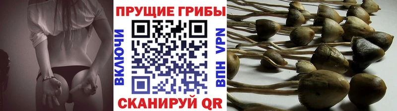 Псилоцибиновые грибы MAGIC MUSHROOMS  Сковородино 